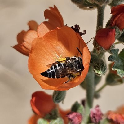sharp tail bee on globemallow