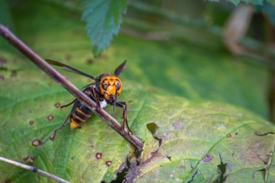Asian giant hornet on blackberry vine