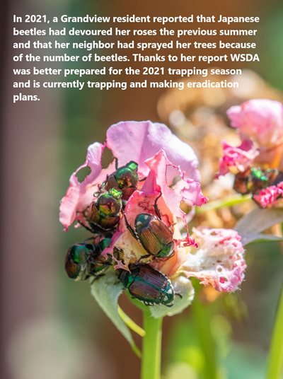 Japanese beetles on roses. Image text: In 2021, a Grandview resident reported that Japanese beetles had devoured her roses the previous summer and that her neighbor had sprayed her trees because of the number of beetles. Thanks to her report, WSDA was better prepared for the 2021 trapping season and is currently trapping and making eradication plans.