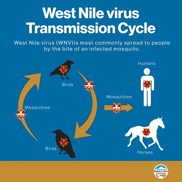 WNV transmission cycle