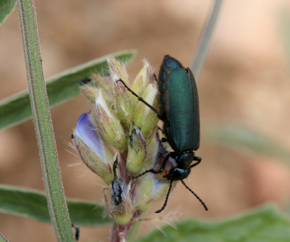 Beetle Black Washi