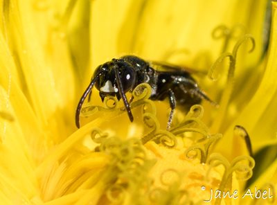 small carpenter bee