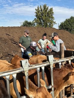 Dr. Smith Injecting a cow-Bryant Blake-Keeley Teel - farmworker