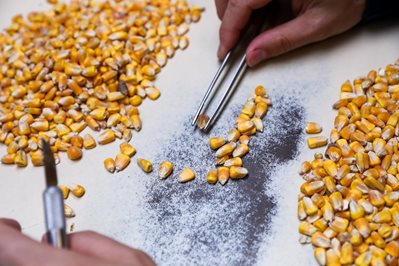 Grain inspector holds tweezers to grab dry corn kernels.