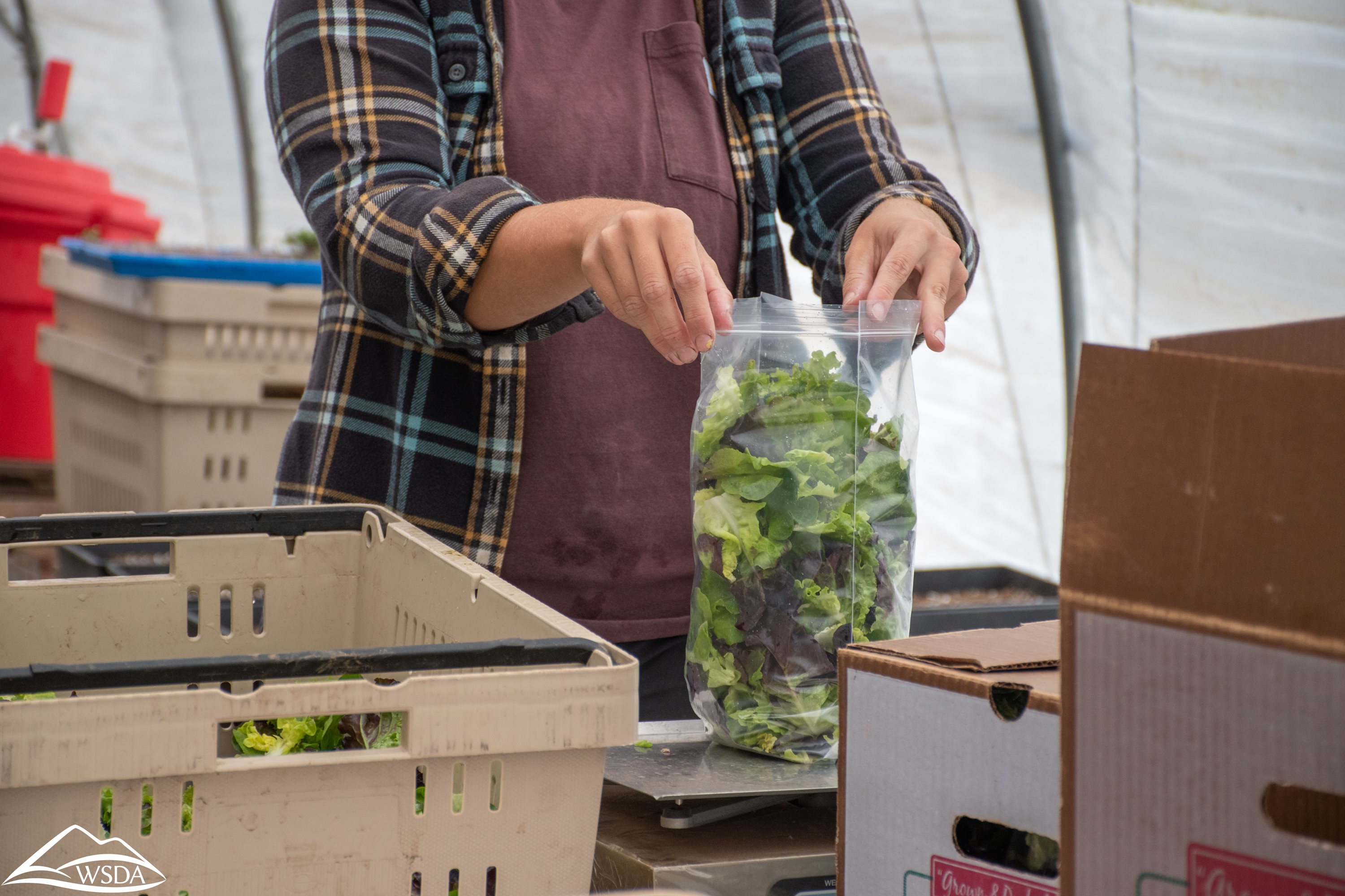 Farmer bagging salad greens