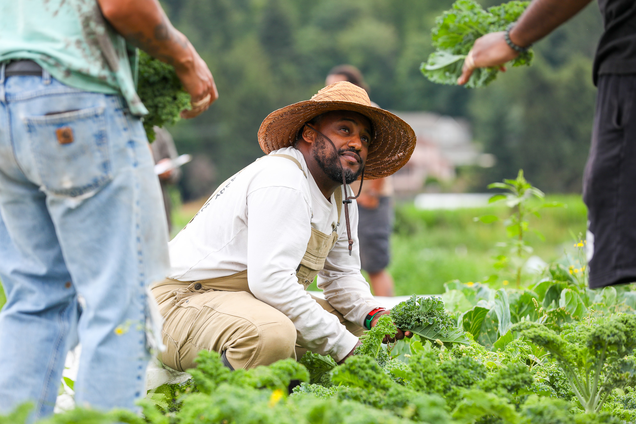farmers harvesting vegetables